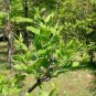 20 Seeds RED CHINESE DATE TREE Edible Fruit Jujube Ziziphus Jujuba Yellow Flower (Seeds)