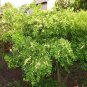20 Seeds RED CHINESE DATE TREE Edible Fruit Jujube Ziziphus Jujuba Yellow Flower (Seeds)
