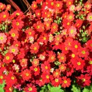 100 Seeds CRIMSON FAIRY PRIMROSE Red Primula Malacoides Shade Houseplant Flower (Seeds)