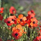 50 Seeds Scarlet PRICKLYHEAD POPPY Papaver Argemone Roemeria Red Black Flower (Seeds) 50 Seeds Scarlet PRICKLYHEAD POPPY Papaver Argemone Roemeria Red Black Flower (Seeds)