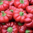 50 Seeds Organic SHEEPNOSE PIMENTO PEPPER Sweet Red Pimiento Cheese Capsicum (Seeds)