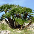 5 Seeds MEDITERRANEAN FAN PALM European Dwarf Tree Shrub Chamaerops Humilis (Seeds) 5 Seeds MEDITERRANEAN FAN PALM European Dwarf Tree Shrub Chamaerops Humilis (Seeds)