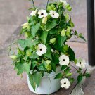 10 Seeds WHITE THUNBERGIA Alata VINE Black Eyed Susan Vine Flower (Seeds)