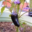 40 Seeds PURPLE JALAPENO PEPPER Capsicum Annuum Hot Chili Vegetable (Seeds)