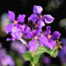 500 Seeds Purple FEBRUARY ORCHID Violet Cress Orychophragmus Flower Vegetable (Seeds)