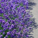 20 Seeds DWARF MUNSTEAD LAVENDER English Lavandula Angustifolia Flower Herb (Seeds)