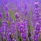 500 Seeds TRUE ENGLISH LAVENDER VERA Lavandula Angustifolia Herb Flower (Seeds)*Flat SH