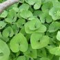 5 Seeds WILD GINGER Asarum Canadense Canadian Heart Snakeroot Flower Herb (Seeds)