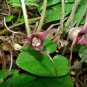 5 Seeds WILD GINGER Asarum Canadense Canadian Heart Snakeroot Flower Herb (Seeds)