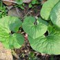 5 Seeds WILD GINGER Asarum Canadense Canadian Heart Snakeroot Flower Herb (Seeds)