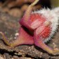 5 Seeds WILD GINGER Asarum Canadense Canadian Heart Snakeroot Flower Herb (Seeds)