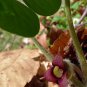 5 Seeds WILD GINGER Asarum Canadense Canadian Heart Snakeroot Flower Herb (Seeds)