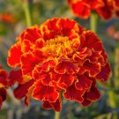 400 Seeds RED CHERRY MARIGOLD French Red & Yellow 2 Tone Tagetes Patula Flower (Seeds)