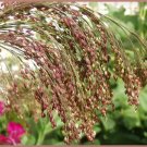 30 Seeds Violet PANIC GRASS Panicum Miliaceum Violaceum Ornamental Purple Millet (Seeds) 30 Seeds Violet PANIC GRASS Panicum Miliaceum Violaceum Ornamental Purple Millet (Seeds)