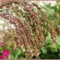 30 Seeds Violet PANIC GRASS Panicum Miliaceum Violaceum Ornamental Purple Millet (Seeds)