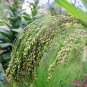 30 Seeds Violet PANIC GRASS Panicum Miliaceum Violaceum Ornamental Purple Millet (Seeds)