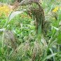 30 Seeds Violet PANIC GRASS Panicum Miliaceum Violaceum Ornamental Purple Millet (Seeds)