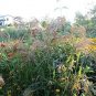 30 Seeds Violet PANIC GRASS Panicum Miliaceum Violaceum Ornamental Purple Millet (Seeds)