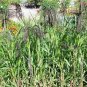 30 Seeds Violet PANIC GRASS Panicum Miliaceum Violaceum Ornamental Purple Millet (Seeds)
