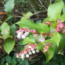 40 Seeds SALAL BERRY Gaultheria Shallon Pink White Flowers Blue Fruit Shrub (Seeds) 40 Seeds SALAL BERRY Gaultheria Shallon Pink White Flowers Blue Fruit Shrub (Seeds)