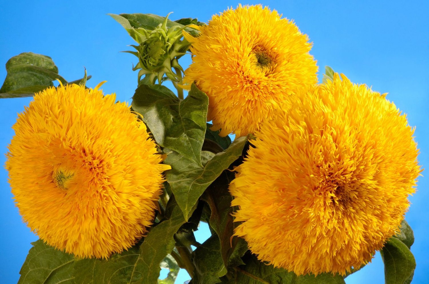 100 Seeds Double DWARF SUNGOLD SUNFLOWER Helianthus Yellow Teddy Bear Flower (Seeds)
