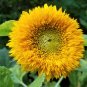 100 Seeds Double DWARF SUNGOLD SUNFLOWER Helianthus Yellow Teddy Bear Flower (Seeds)