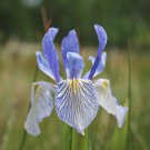 50 Seeds MISSOURI IRIS Missouriensis Rocky Mountain Blue Purple Yellow Flower (Seeds) 50 Seeds MISSOURI IRIS Missouriensis Rocky Mountain Blue Purple Yellow Flower (Seeds)