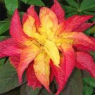 100 Seeds AMARANTHUS ILLUMINATION Tricolor Flower (Seeds)