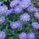 50 Seeds WONDER OF STAFFA ASTER Aster Frikartii Flower (Seeds)