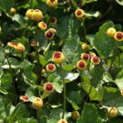 100 Seeds TOOTHACHE / EYEBALL PLANT Spilanthes Oleracea Flower Seeds Red Yellow (Seeds)