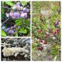 5 Seeds BEACH PLUM Prunus Maritima Native Edible Fruit Shrub Bush White Flower (Seeds)
