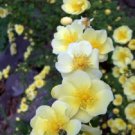 10 Seeds Golden YELLOW FATHER HUGO ROSE Rosa Hugonis Flower (Seeds)