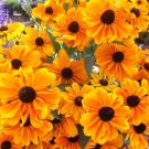 250 Seeds Dwarf MARMALADE RUDBECKIA Hirta Black Eyed Susan Gloriosa Daisy Flower (Seeds)