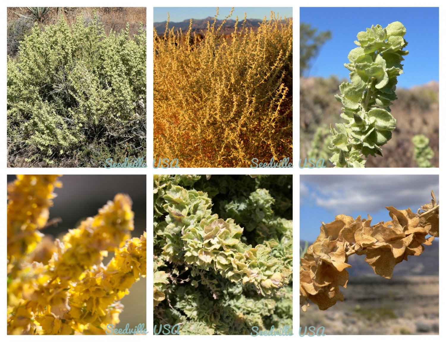100 Seeds FOURWING SALTBRUSH Atriplex Canescens Gray Sage Brush Chamiso Shrub (Seeds)