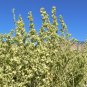 100 Seeds FOURWING SALTBRUSH Atriplex Canescens Gray Sage Brush Chamiso Shrub (Seeds)