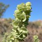 100 Seeds FOURWING SALTBRUSH Atriplex Canescens Gray Sage Brush Chamiso Shrub (Seeds)