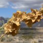 100 Seeds FOURWING SALTBRUSH Atriplex Canescens Gray Sage Brush Chamiso Shrub (Seeds)