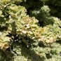 100 Seeds FOURWING SALTBRUSH Atriplex Canescens Gray Sage Brush Chamiso Shrub (Seeds)
