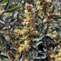 100 Seeds FOURWING SALTBRUSH Atriplex Canescens Gray Sage Brush Chamiso Shrub (Seeds)