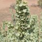 100 Seeds FOURWING SALTBRUSH Atriplex Canescens Gray Sage Brush Chamiso Shrub (Seeds)