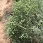 100 Seeds FOURWING SALTBRUSH Atriplex Canescens Gray Sage Brush Chamiso Shrub (Seeds)