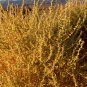 100 Seeds FOURWING SALTBRUSH Atriplex Canescens Gray Sage Brush Chamiso Shrub (Seeds)