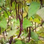 25 Seeds RED NOODLE BEAN Yard Long Asparagus Bean Chinese Phaseolus Vegetable (Seeds)