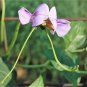 25 Seeds RED NOODLE BEAN Yard Long Asparagus Bean Chinese Phaseolus Vegetable (Seeds)