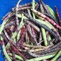 25 Seeds RED NOODLE BEAN Yard Long Asparagus Bean Chinese Phaseolus Vegetable (Seeds)