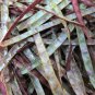 25 Seeds RED NOODLE BEAN Yard Long Asparagus Bean Chinese Phaseolus Vegetable (Seeds)