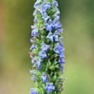1000 Seeds CHIA SALVIA HISPANICA / SAGE Herb Flower (Seeds)