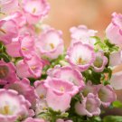 200 Seeds ROSE PINK CANTERBURY BELLS - CAMPANULA Medium Flower (Seeds)