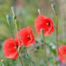 250 Seeds Red POPPY Long Headed Blindeyes Flower (Seeds) 250 Seeds Red POPPY Long Headed Blindeyes Flower (Seeds)