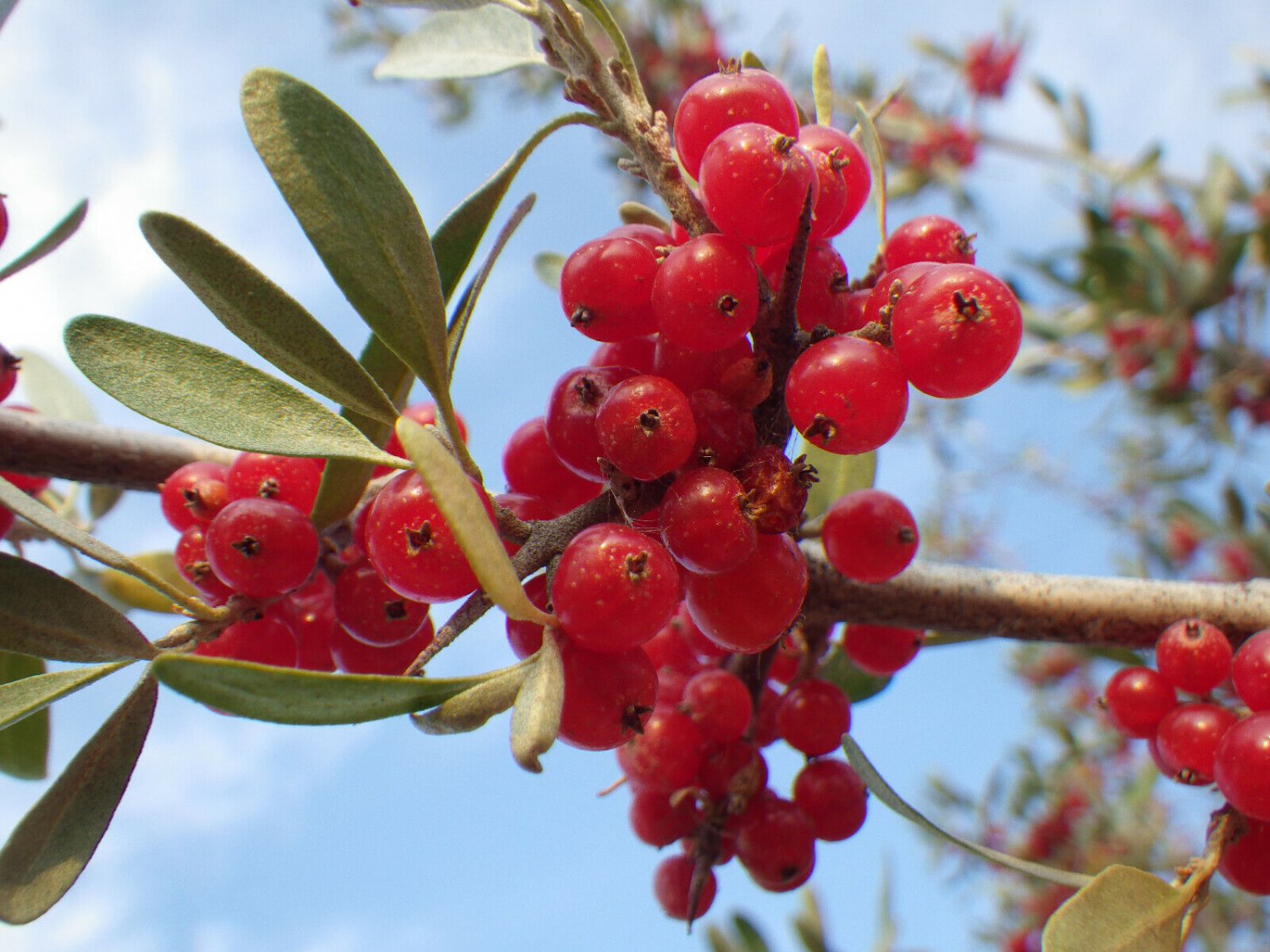 20 Seeds SILVER BUFFALOBERRY Shepherdia Argentea Red Fruit Native Bullberry Shrub (Seeds)